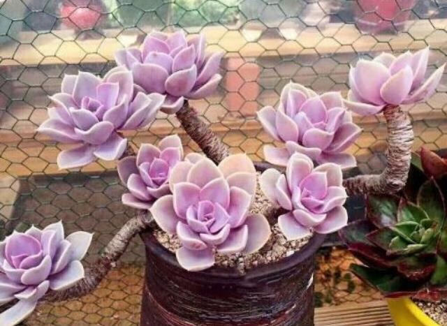  「光照」新手养花，不如养观赏精品：紫珍珠，粉紫色叶片，花朵呈橘色