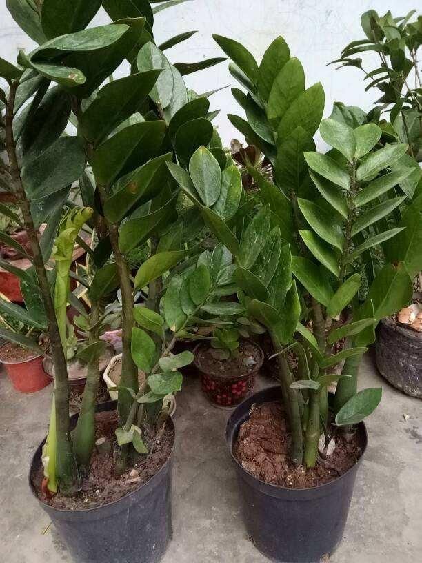  『大白』3种“吃土花”，1年不换盆，大白根挤满整个盆，土都被“吃”光