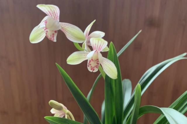  『兰花的根』兰花施肥是门学问，这样讲一学就会，根粗叶壮总开花