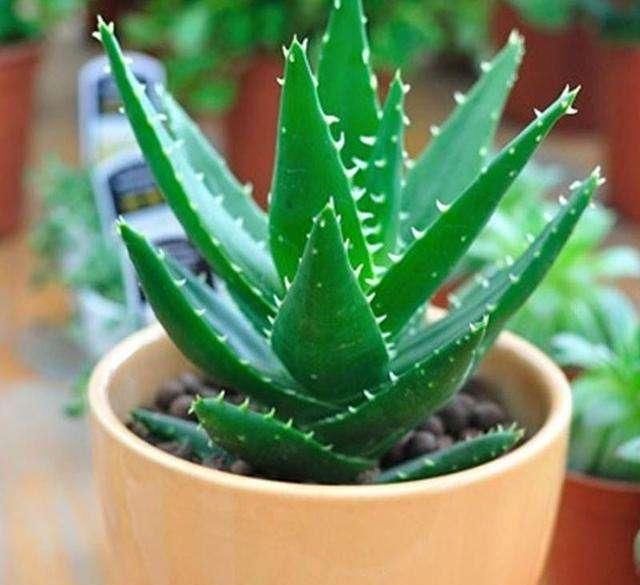 「样芦荟才能」芦荟为什么长不大?有4个原因造成的,注意种植技巧