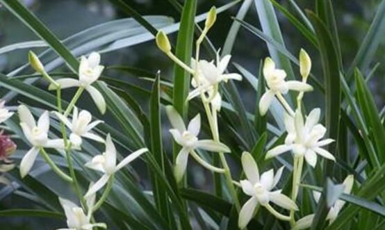  #盘点#兰花的功效与作用，盘点兰花四大功效与作用