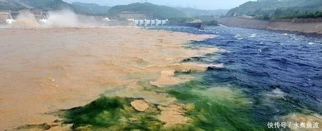 黄河水清了,为什么鱼虾反而少了专家一席话让人心惊！