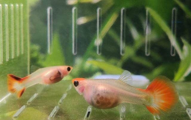  喂食@孔雀鱼该怎么喂？细数孔雀鱼3个阶段的正确喂食方法