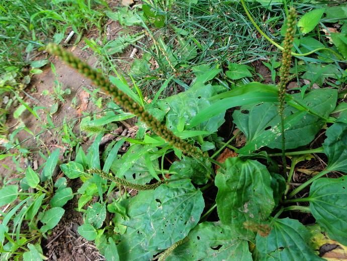 农村常见的车前草，每天这样抹脸，3次美白，七天祛斑很简单