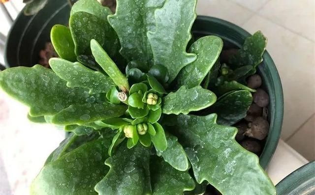  [叶子]4种花“适宜”在五月扦插，2周生根、下个月就开花，别花钱买了