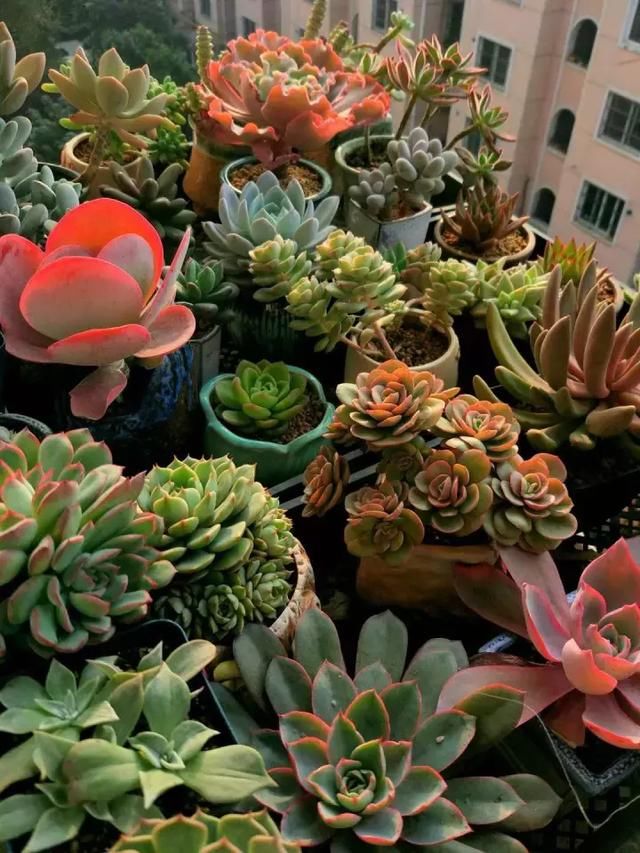 多肉叶插要晒多久 t0113f89f44c9f7c811.jpg