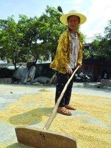  「室内」河南新发文，秋收期间花生需到室内剥，免扬尘土影响环