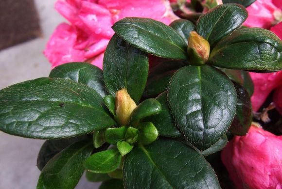  「胡萝卜素」杜鹃花养了这么久，一直没等到开花，现在连叶子也不保！