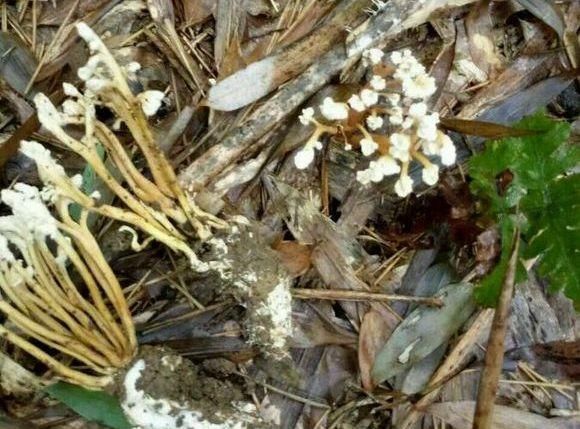  极品|农村极品宝贝，价值堪比冬虫夏草，藏身在农民住宅附近