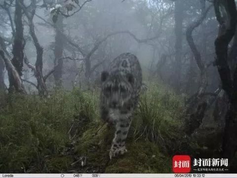 全球首次！卧龙拍到雪豹现身大熊猫栖息地，如果它们见面……