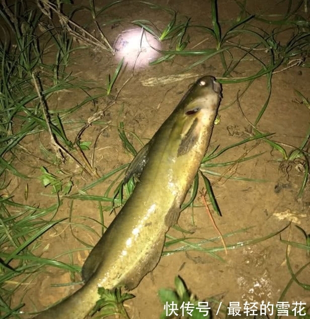  「钓得」黄颡鱼还是晚上钓得过瘾，只要方法用对，鱼口能好得停不下来