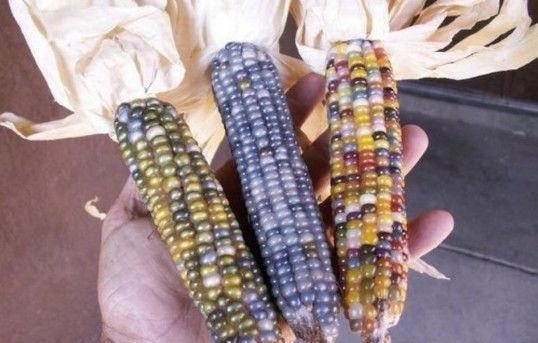 农民种出带有“玉石”的玉米，非但没有高兴，反而气的眼睛都红了