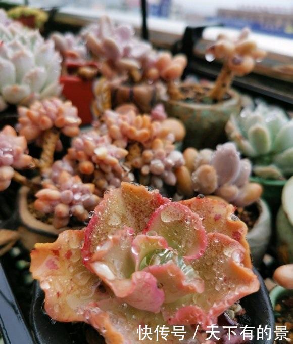 好处|多肉“全日照”养护,有哪些好处?4大好处,丑小鸭变白天鹅