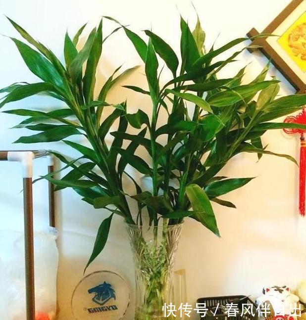  [适合]此3种植物忒适合新手、懒人居家盆栽，随便一养就长势良好