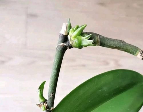  『再次』谢花的蝴蝶兰不仅能再次开花还能冒高芽，蝴蝶兰发高芽的2个方法