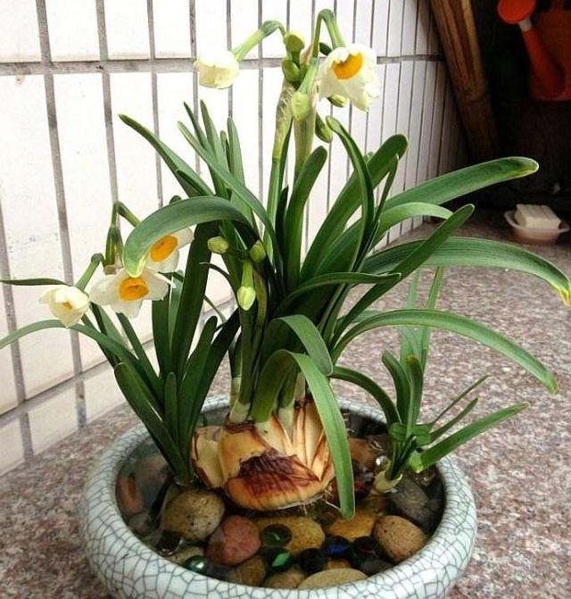  #喝水#阳台这“3种花”爱喝水，2天不浇就“难受”，泡水才能“长势”旺