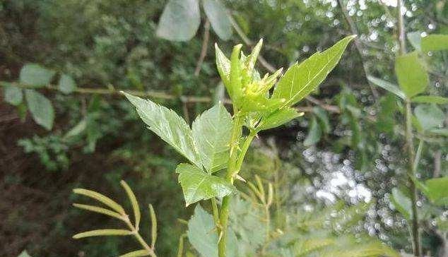  #如今#簕菜：茎叶长满刺，以前当野树砍掉，如今批量种植，做美食用处大