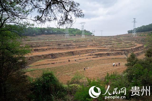  「扶贫」贵州威宁：扶贫蔬菜基地播种“希望”易地搬迁户收获安康