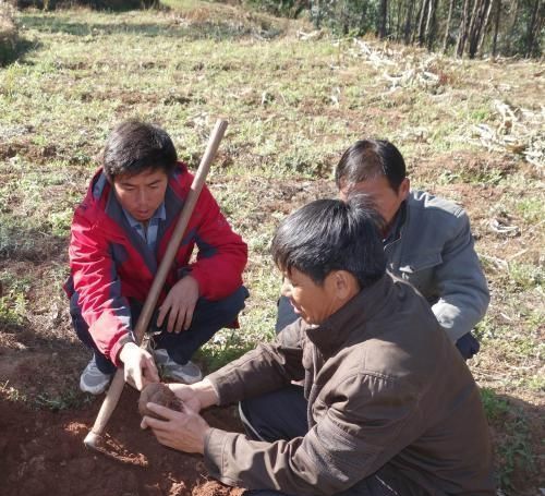  种植：这东西，全株含毒，但农民还是大量种植，涮火锅受喜爱，您吃过吗