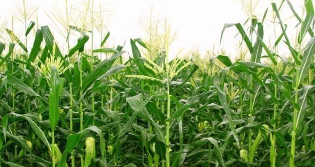  『玉米皮』“藏”在玉米地里的4种宝，不是只有玉米，全认识的才是“大神”