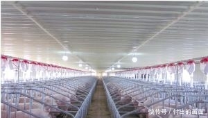  【养猪场】建造一座能养500～1000头猪的养猪场需要多少成本？