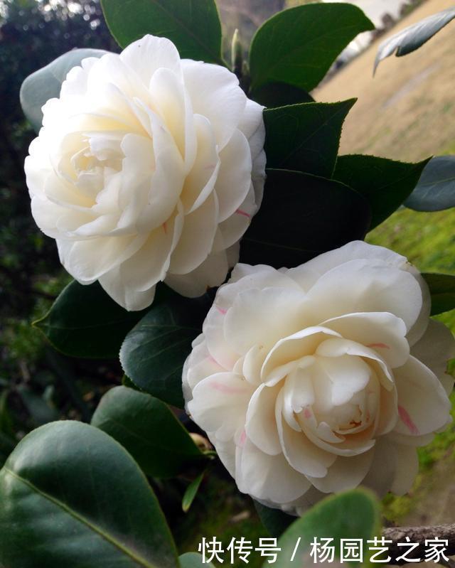  【新芽】“山茶花”嫁接，注重几个技巧和方法，成活高生长快新芽蹭蹭长