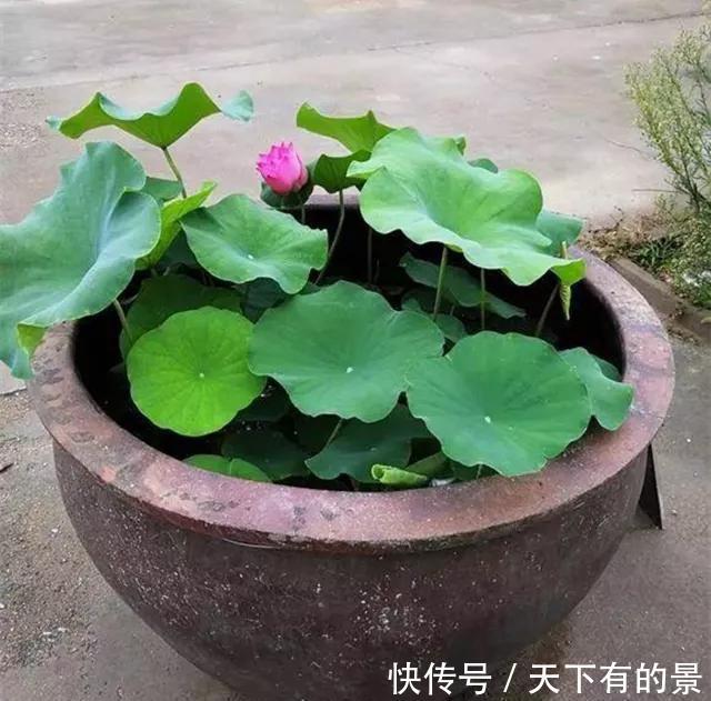  【拿来】30斤的大水缸，拿来养花成宝贝，怪不得都抢着要！