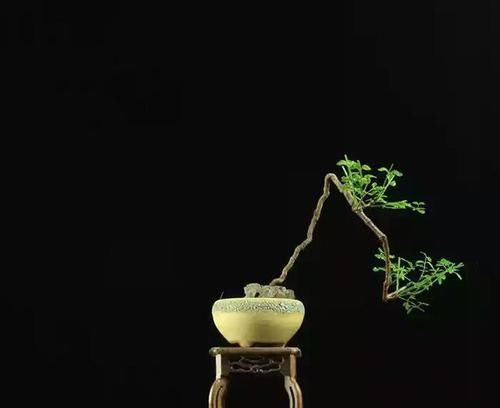 『利用』什么叫文人盆景?怎样利用迎春来制作文人盆景,原来如此