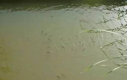  杂物落水@春季鱼儿习性较特殊,野钓时打窝需要注意两点技巧