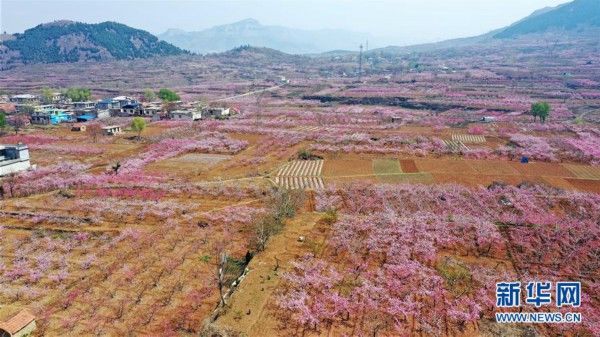  『南市仲宫街道的桃花』山东济南：万亩桃花笑春风