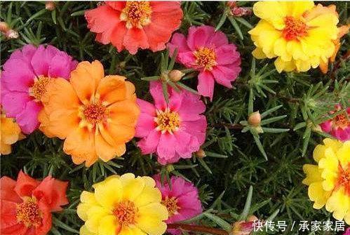  【品种】5种花夏天要“狂”浇水，浇水越多开花越好，不然难以成活开花难