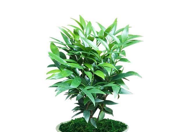  『观赏价值』这种盆栽植物不仅耐阴好养，摆放在室内对人体还好处多多！