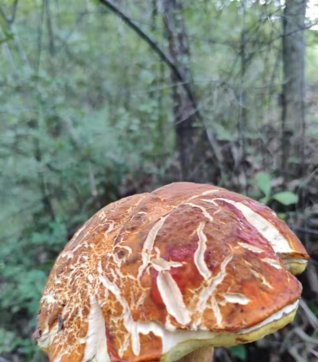  食用菌：认识几十种食用野生菌，你都见过吗？