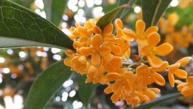  「家门口」门前栽树有门道？这5种树能“镇宅”，这3种不能栽，