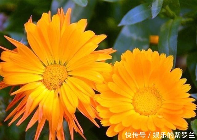 夏季|3种夏季观花植物,看花食用两不误,特别适合阳台养护