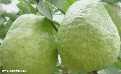 女性不想大肚腩，不用节食，可以来吃此种食物，可以很好的刮肠油