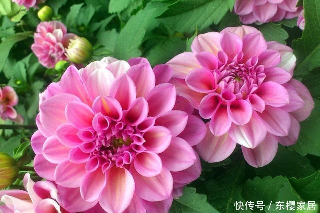 #植株#花色多彩有单色复色之分,大丽花这样养,开出拳头花