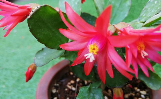  「以假乱真」蟹爪兰开败了还想看花？那就养盆假昙花，春天开花以假乱真