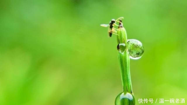水田边的“假竹子”，老农叫它“笔杆子”，心是空的，价值好珍贵