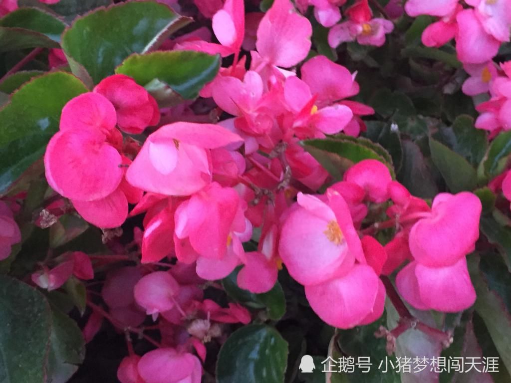  「海棠」夏天都开花的海棠——四季海棠，网友：四季海棠有毒吗？
