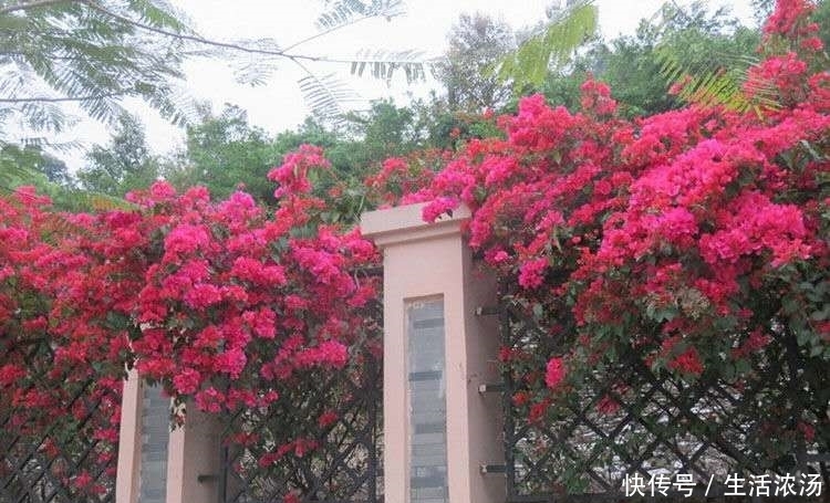  旺盛：三角梅夏季猛长，给它做个“整容大法”，枝条旺盛，开花不断！