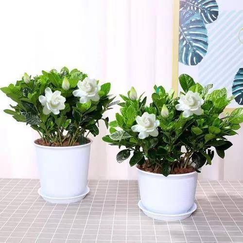  扦插@这五种花最适合扦插，半个月就能长出“细根”，转过年就能开花