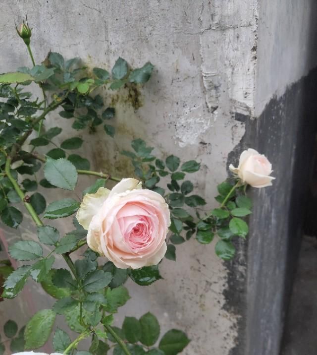 『蔷薇』爬藤蔷薇如何能开花?