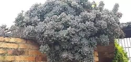  【一大】1种多肉,既耐旱又耐寒,丢土里不用管也疯长,3个月长出一大盆!