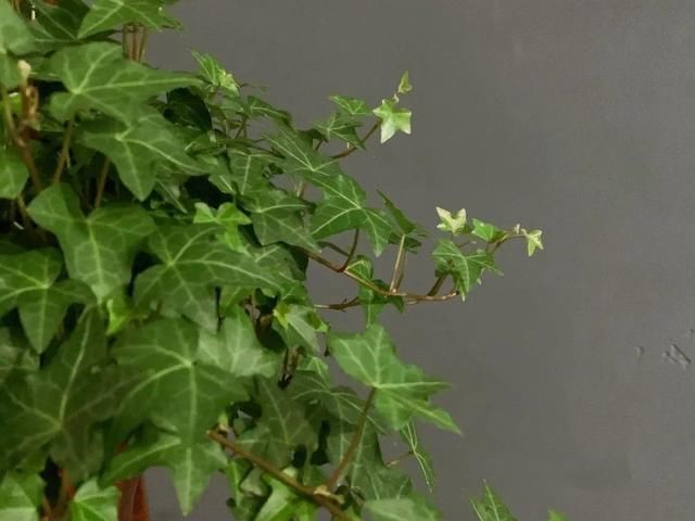  [最合适]1间房1盆花，养最合适的，全家都健康