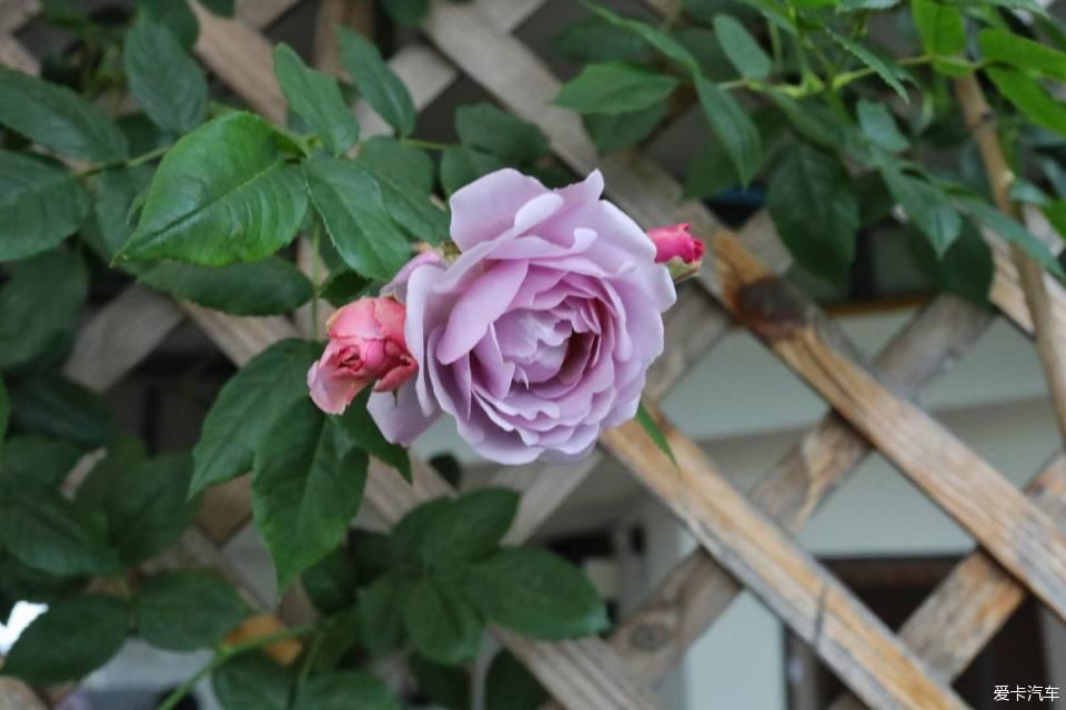 「终于」终于等到花开满墙