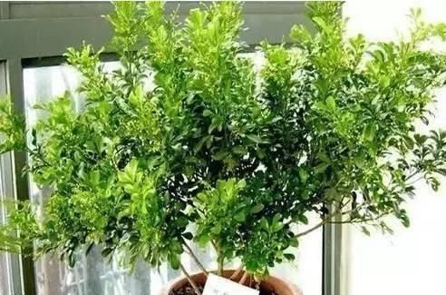  [松针]花盆里垫这2种东西，营养土都不用买，养花十年不烂根！