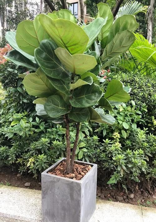  #花盆#室内盆栽：6种耐阴花，高端上档次，叶子越长越大！