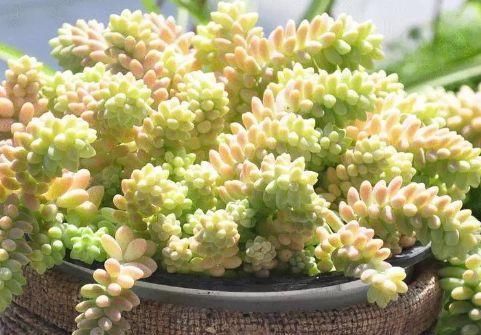  [养盆]喜欢菊花，不如养盆“菊中珍品”汴梁腾云，似金光灿灿，缭绕飘舞