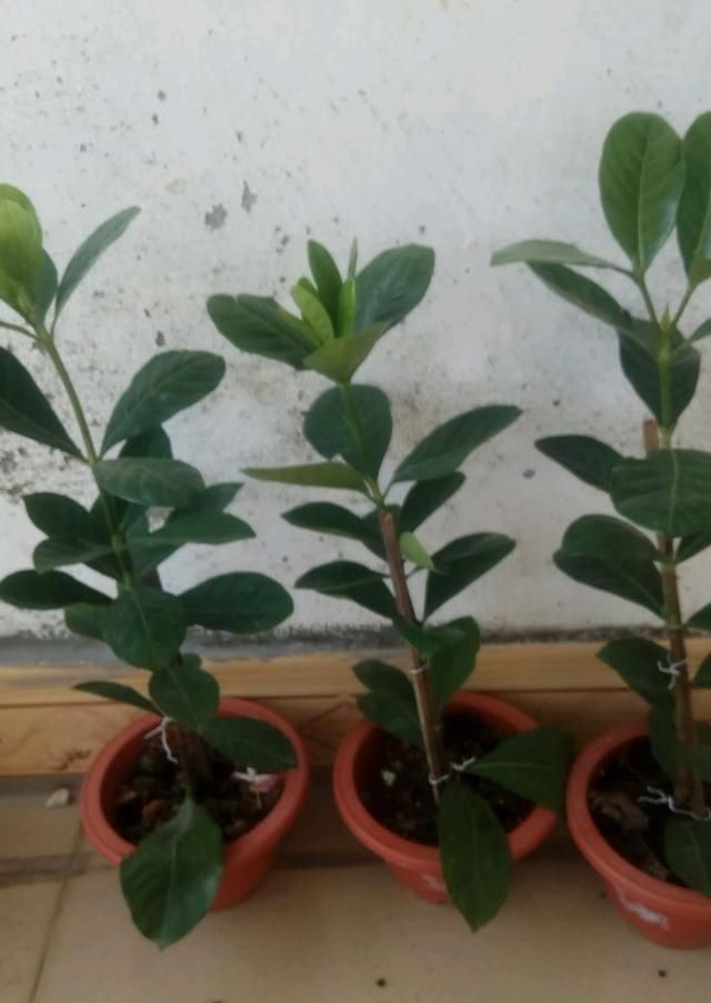 [技巧]栀子花怎么扦插？技巧在于这1步，20天长根，当年能开花